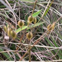 Tetrataenium ceylanicum (Gardner ex C.B.Clarke) Manden.